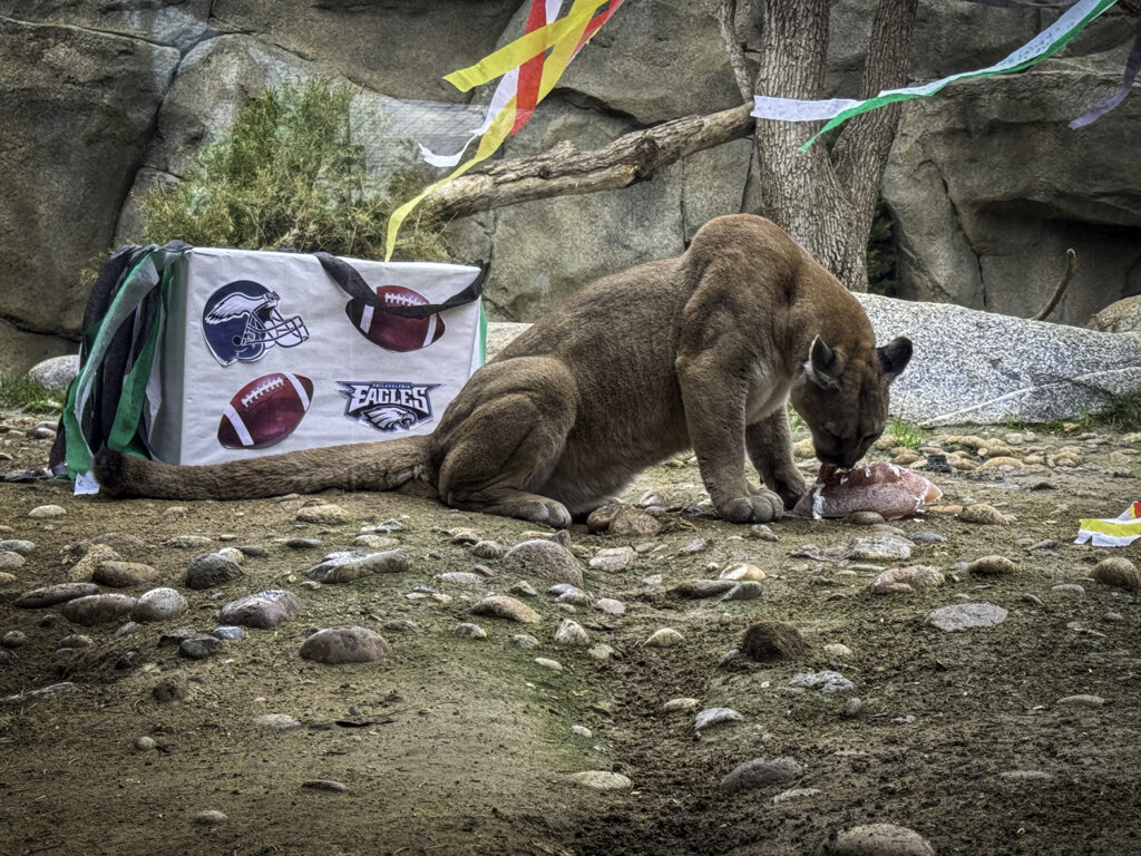 CALM’s Cats Pick Eagles to Win the Super Bowl, While Bears Snooze the Season Away