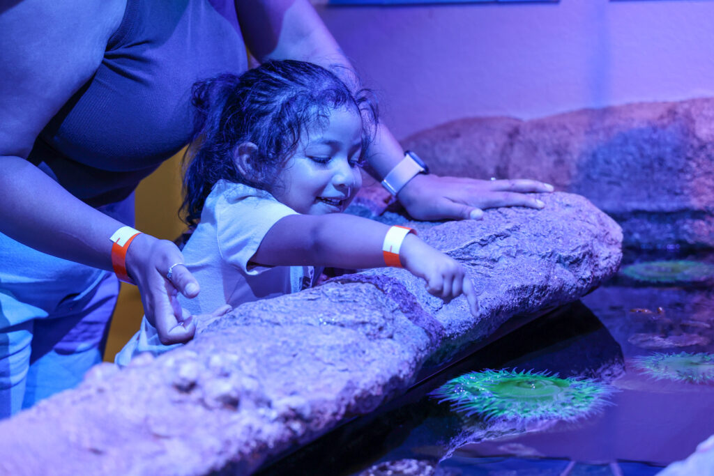 A girl exploring a sea life touch tank.