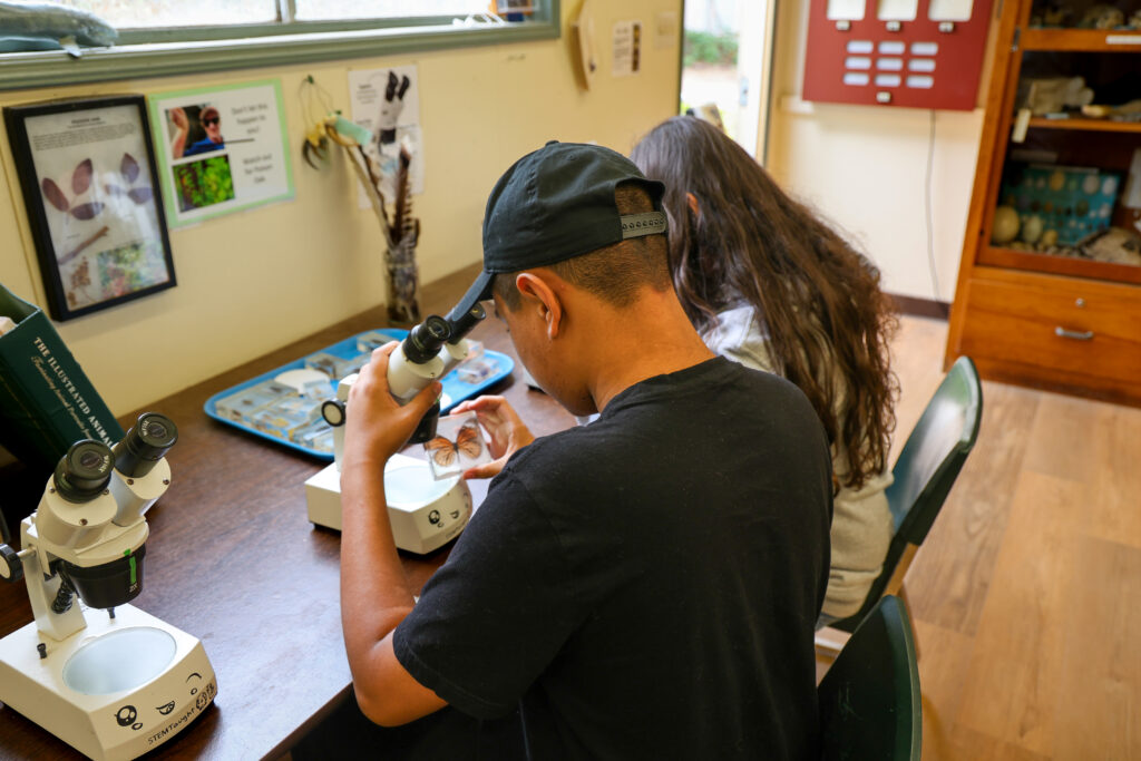 Student observing butterfly under microscope.
