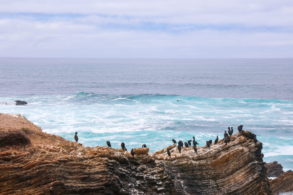 Picture of birds on a cliff with an otter in the ocean behind them.