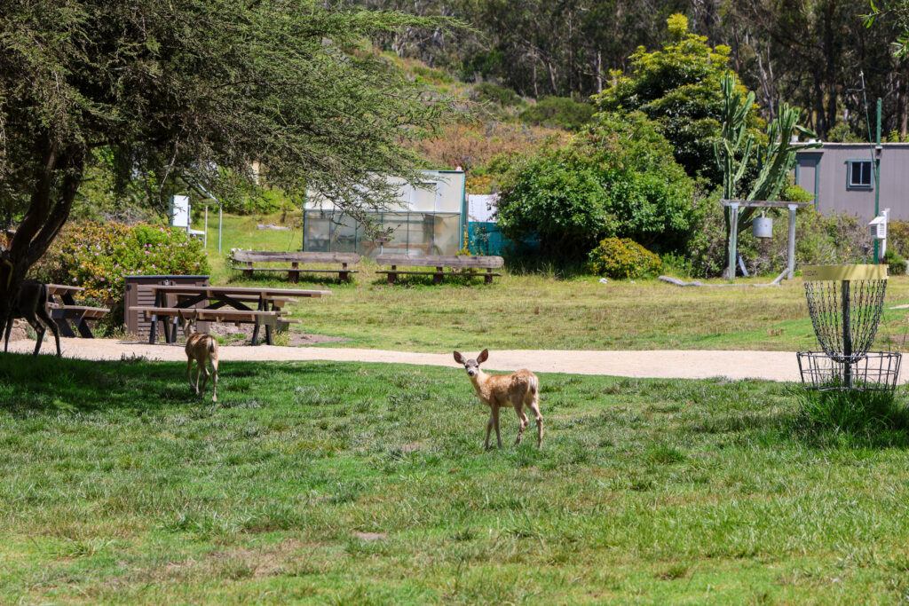Fawn looking directly into the camera.